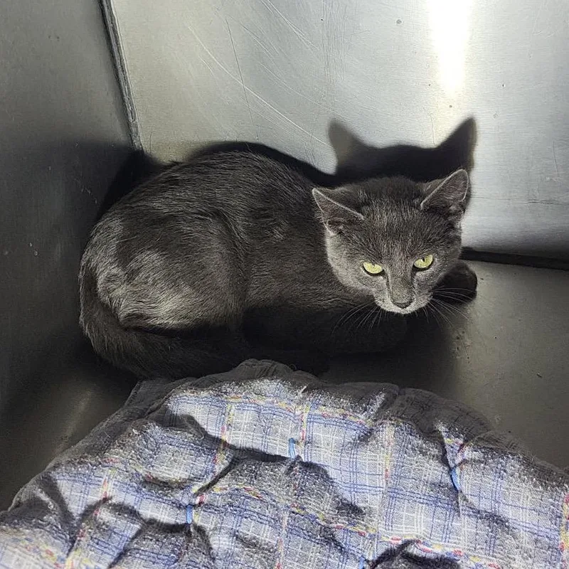 An adult medium-sized female Calico Domestic Short Hair cat named Silas for adoption in Veneta, OR