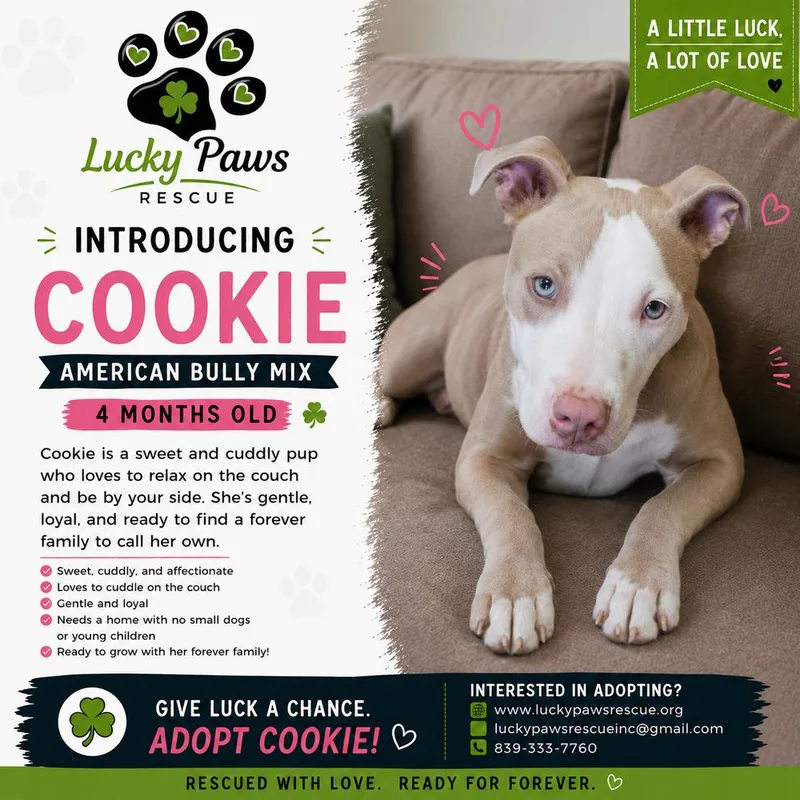 A baby medium-sized female American Staffordshire Terrier dog named Cookie for adoption in Sumter, SC