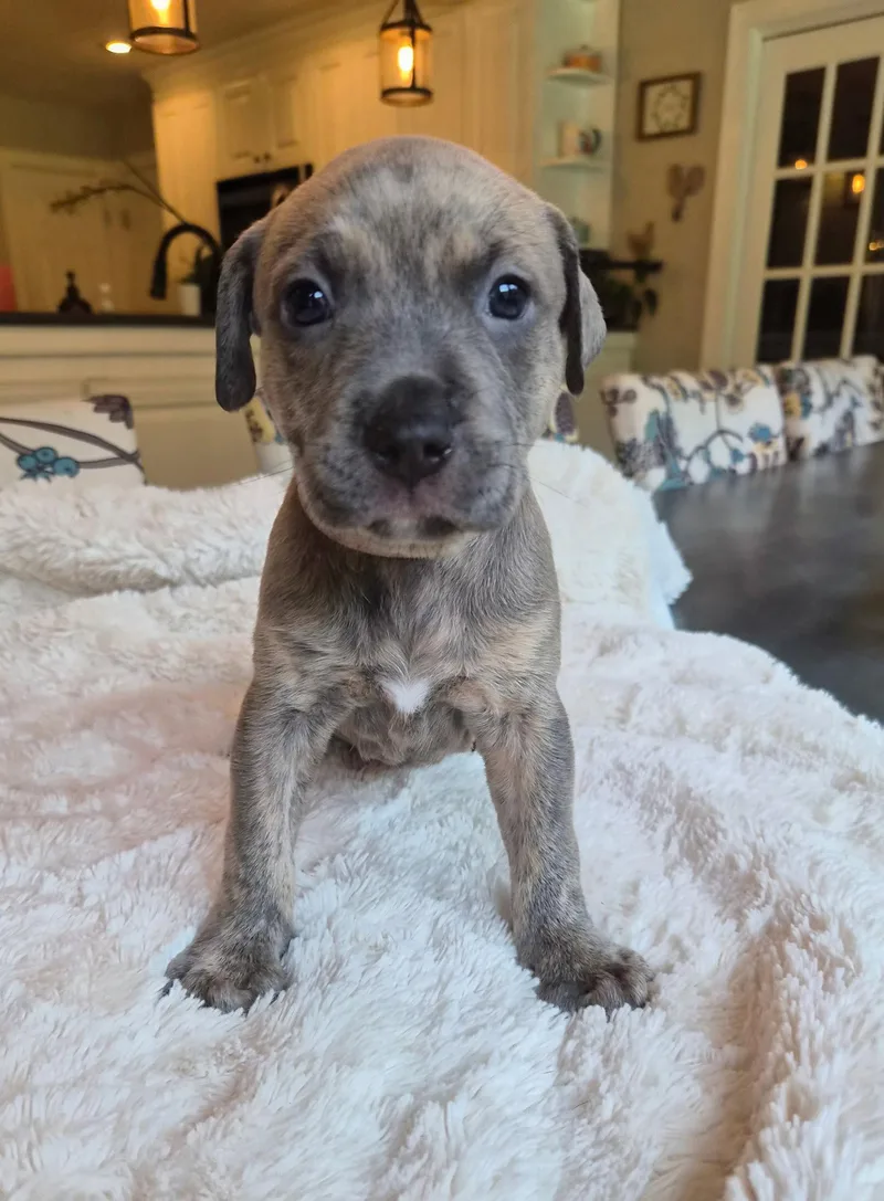 A baby large-sized female Pit Bull Terrier dog named Dolly Parton Country for adoption in Holly Springs, NC