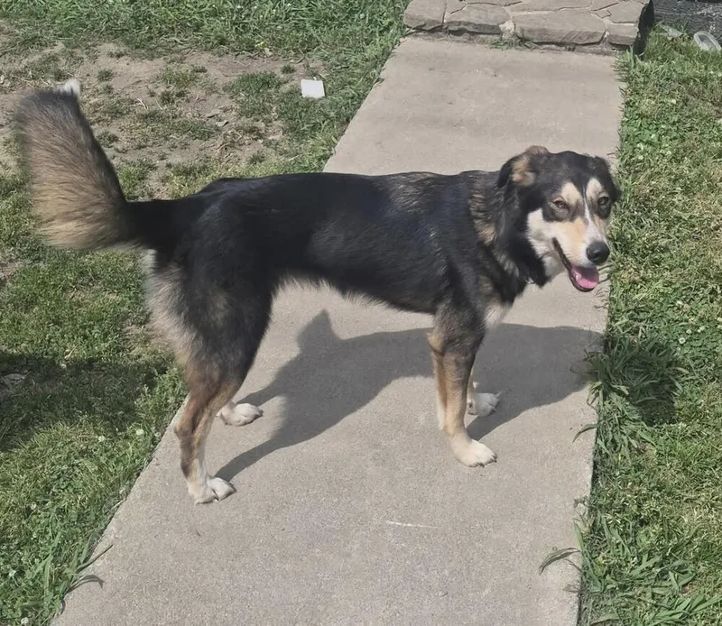An adult medium-sized female Tricolor (Brown, Black, & White) Husky dog named Houdini for adoption in Chattanooga, TN