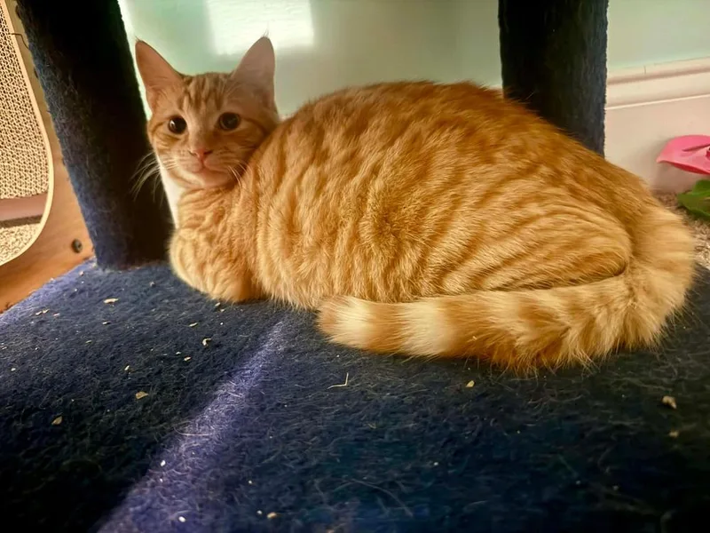 A young small-sized male Tabby (Orange / Red) Domestic Short Hair cat named Phoenix for adoption in WARNER ROBINS, GA