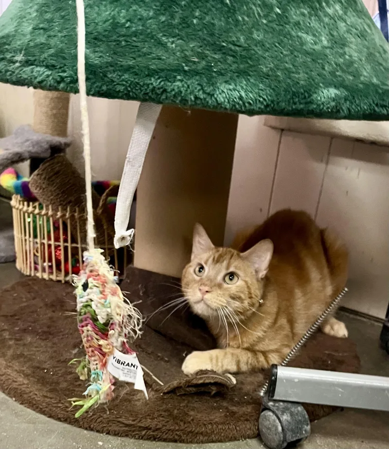 Garfield thumbnail 2