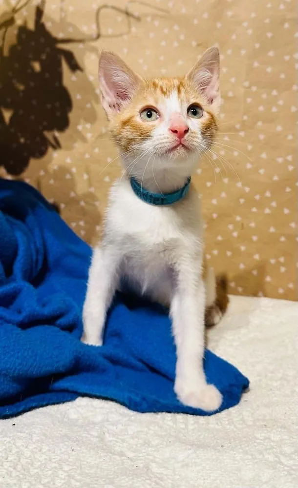 A baby small-sized male Domestic Short Hair cat named Chandler for adoption in Groveland, MA