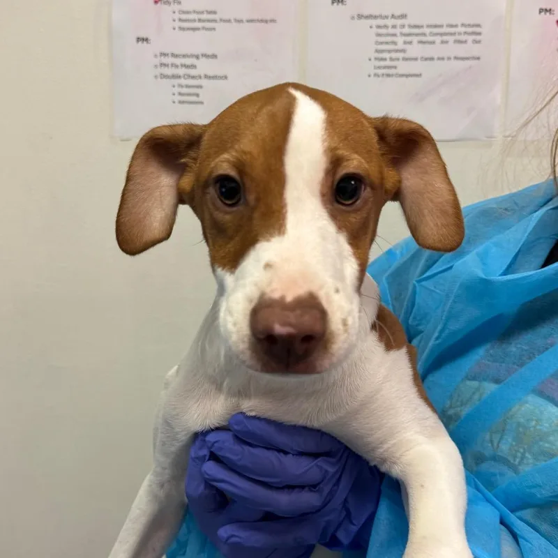 A baby small-sized male Brown / Chocolate Mixed Breed dog named Uno for adoption in Charleston, WV