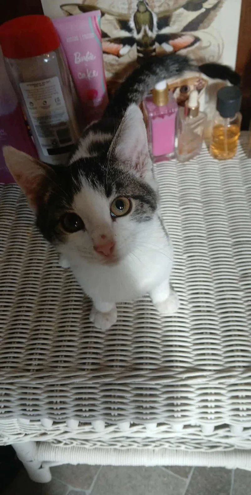 Cream Cheese thumbnail 4