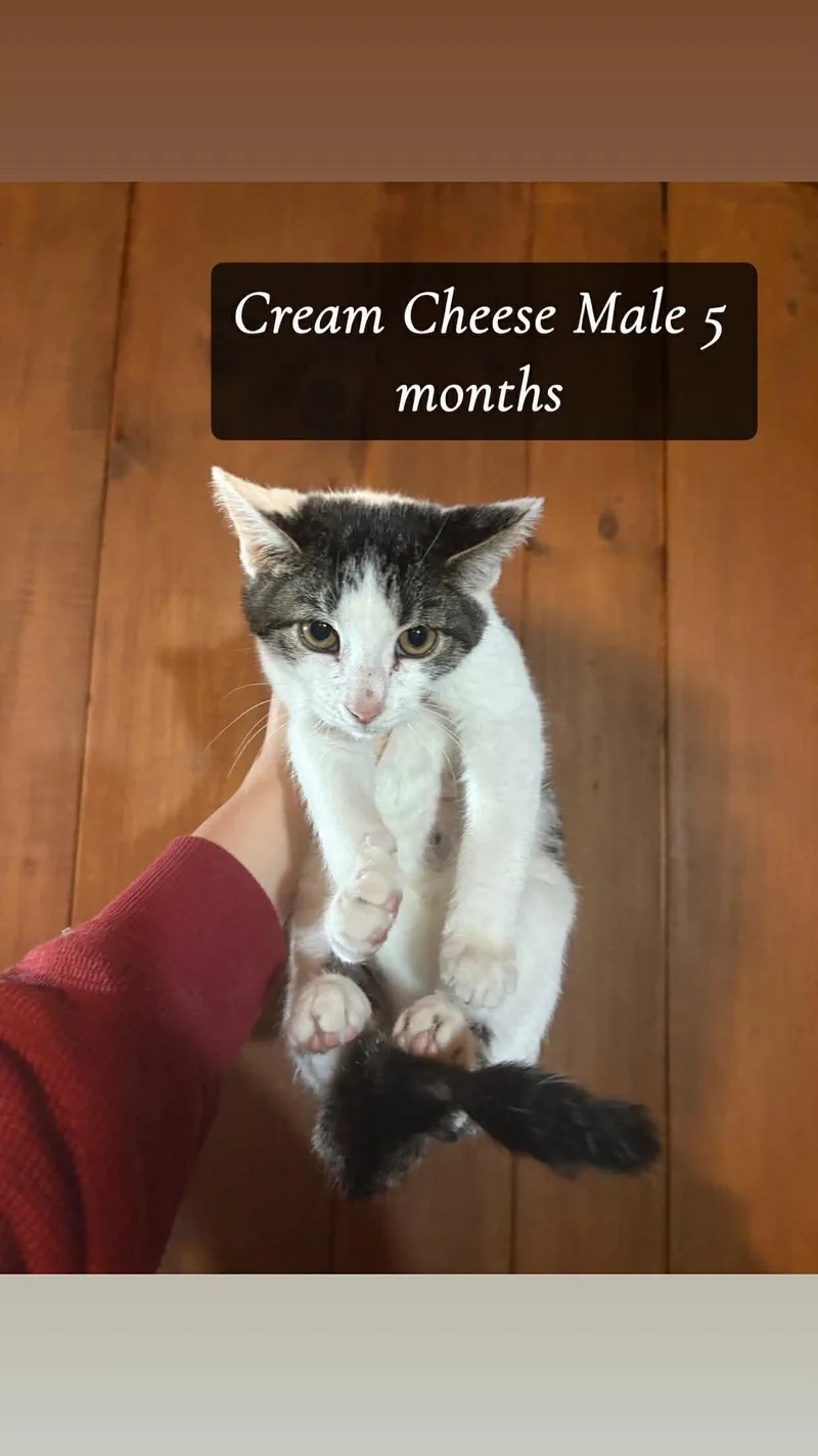 Cream Cheese thumbnail 5