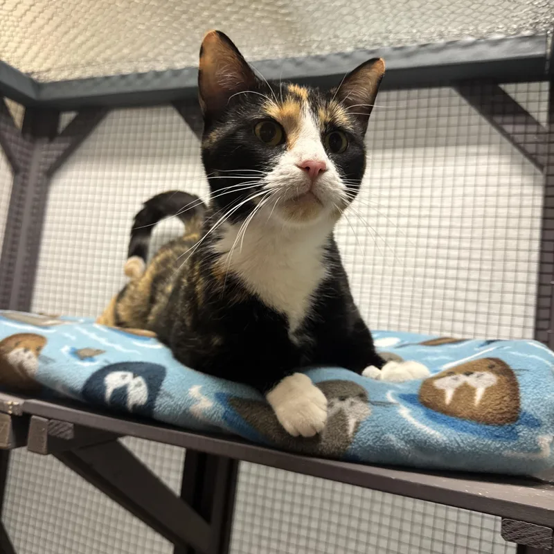 A young medium-sized female Calico Domestic Short Hair cat named Ember for adoption in Dodgeville, WI