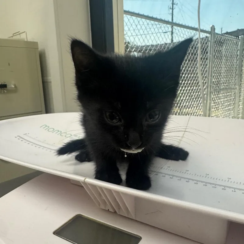 A baby small-sized male Domestic Short Hair cat named Binx for adoption in Columbiana, AL