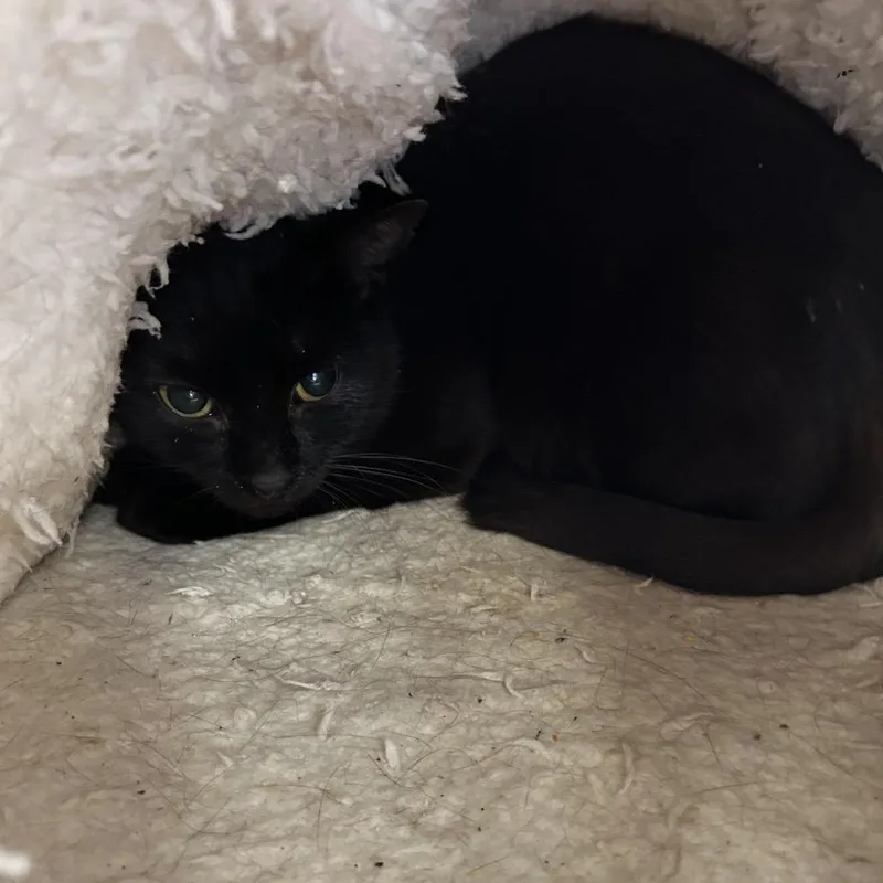 An adult medium-sized female Black Domestic Short Hair cat named Washington for adoption in Birdsboro, PA