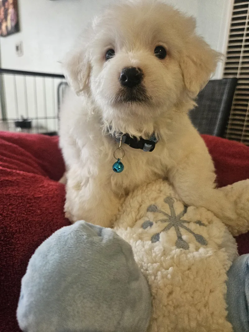A baby small-sized male White / Cream Maltipoo dog named Totto for adoption in Los Angeles, CA