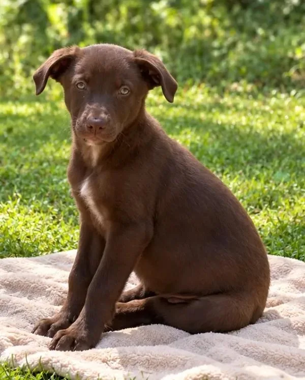 A baby medium-sized female Labrador Retriever dog named Socks for adoption in eufaula, AL