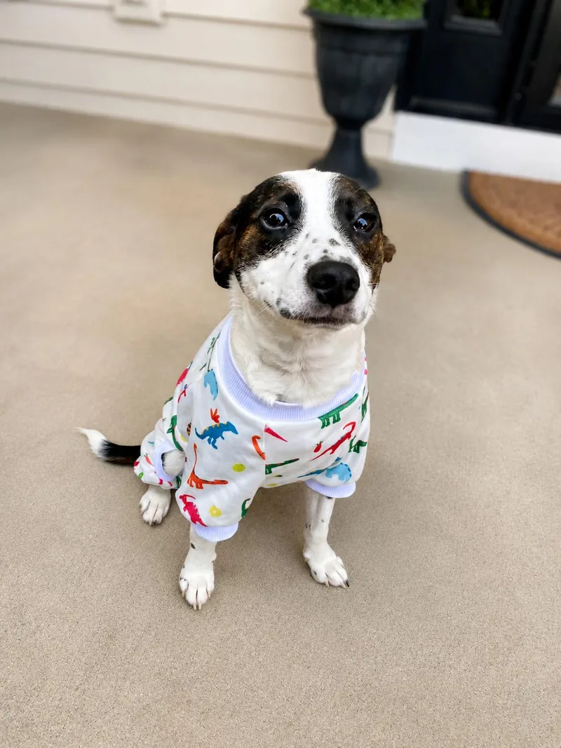 A young medium-sized male White / Cream Jack Russell Terrier dog named Arlo for adoption in Union Grove, WI