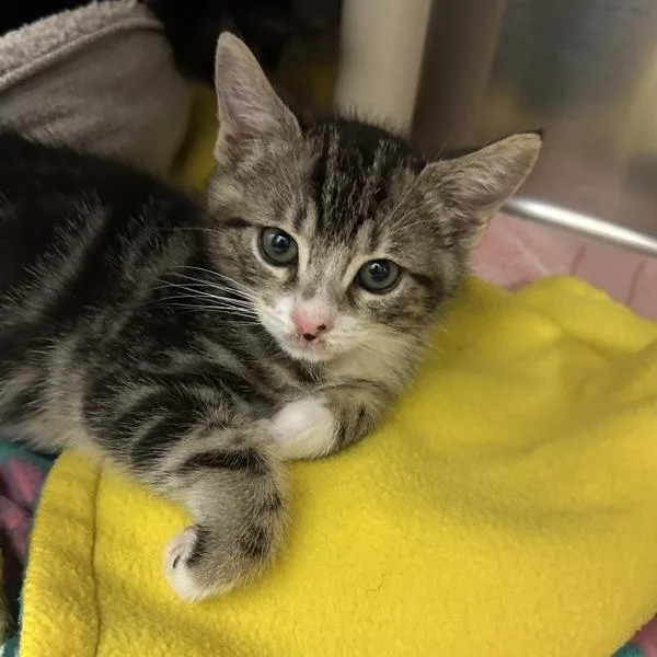 A baby small-sized male Domestic Short Hair cat named KitKat for adoption in Walnut Creek, CA