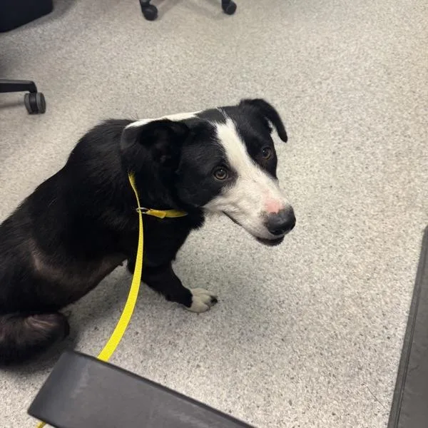 A young medium-sized female Border Collie dog named Avery for adoption in Des Moines, IA