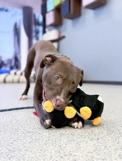 Mackaboon thumbnail 3