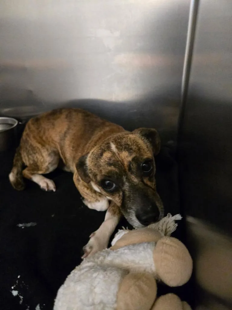 An adult small-sized male Terrier dog named Buddy for adoption in Winder, GA
