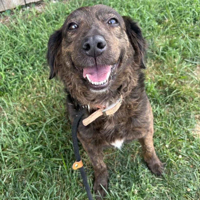 An adult medium-sized female Brindle Shepherd dog named Mayonnaise for adoption in St Joseph, MO