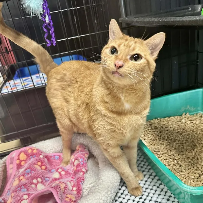 Joey Union Petsense thumbnail 2