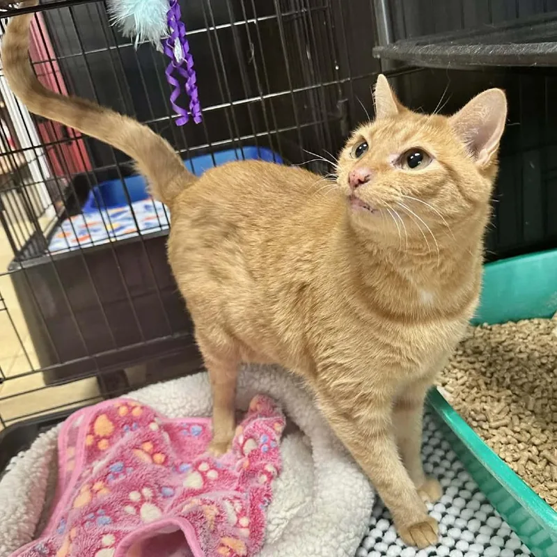 Joey Union Petsense thumbnail 3