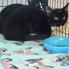 Merengue thumbnail 2