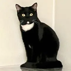 Merengue thumbnail 3