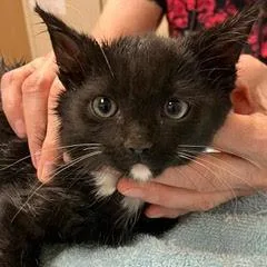 Merengue thumbnail 4