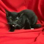 Merengue thumbnail 5