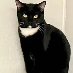 Merengue thumbnail 6