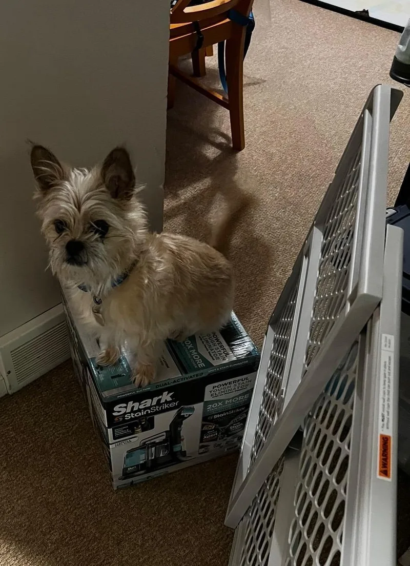 A senior small-sized male Affenpinscher dog named Robert for adoption in Albion, NY