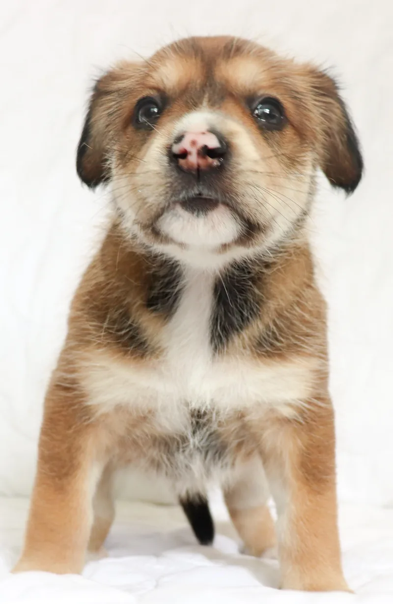 A baby medium-sized female Tricolor (Brown, Black, & White) German Shepherd Dog dog named Greta for adoption in Saint Paul, MN