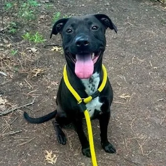 A young medium-sized female Mixed Breed dog named Willow for adoption in Brookhaven, NY