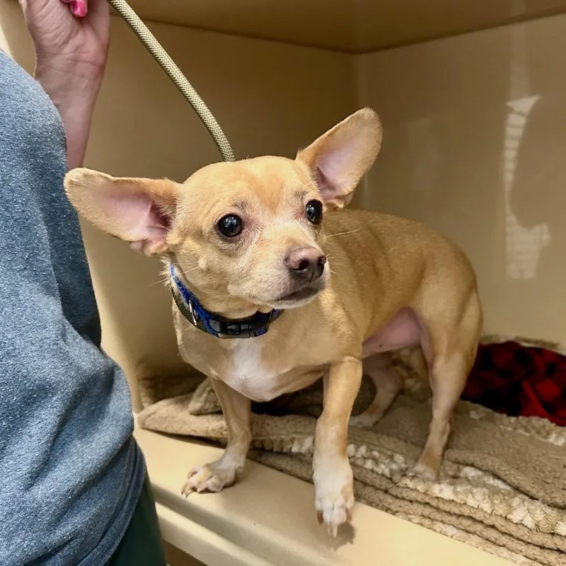 An adult small-sized male Yellow / Tan / Blond / Fawn Chihuahua dog named Henry for adoption in Tyrone, GA