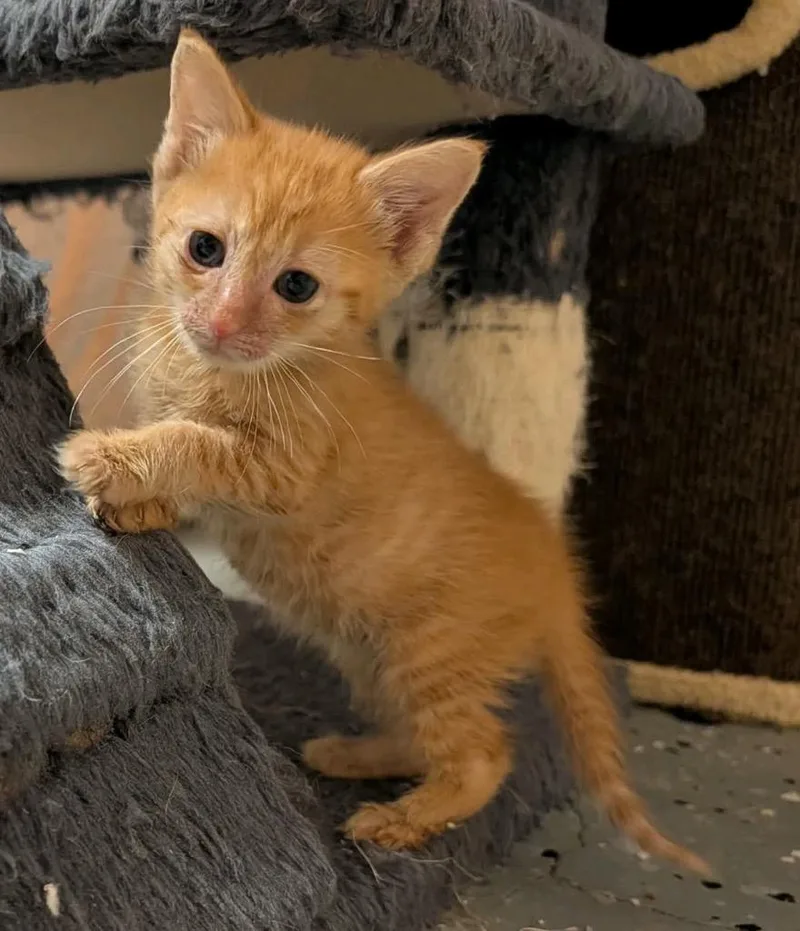 A baby medium-sized female Domestic Short Hair cat named Yuna for adoption in Johnson City, TN