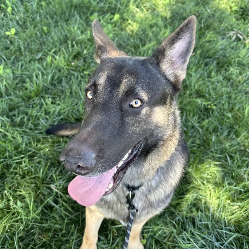 An adult large-sized male German Shepherd Dog dog named Rocky for adoption in Shawnee, KS
