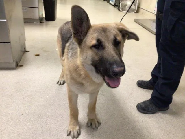 A young small-sized male German Shepherd Dog dog named Igor for adoption in Riverside, CA