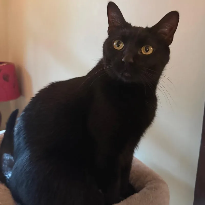 An adult large-sized female Black Domestic Short Hair cat named Mulberry for adoption in Gibsonia, PA