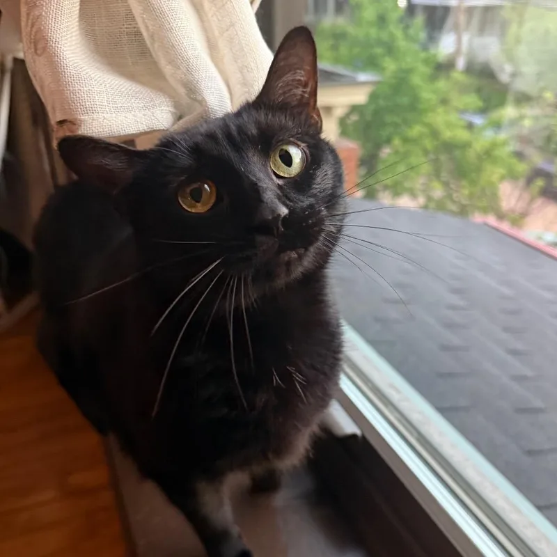 Mulberry thumbnail 2