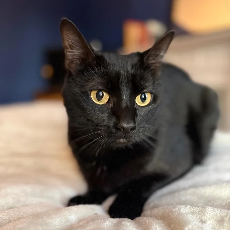 Mulberry thumbnail 3