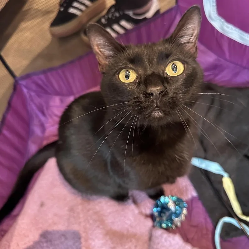 Mulberry thumbnail 4