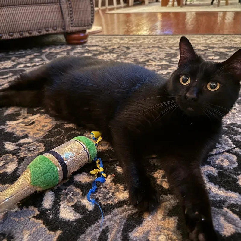 Mulberry thumbnail 5