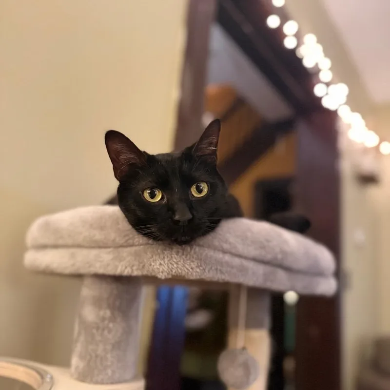 Mulberry thumbnail 6