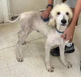 A baby large-sized male Poodle dog named Winston for adoption in Dawson, GA