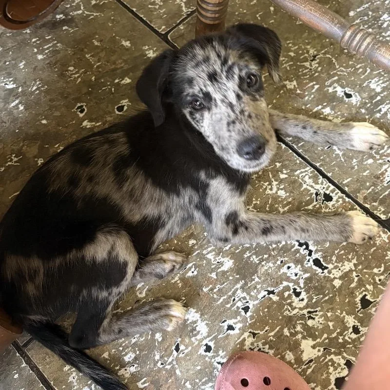 A baby medium-sized female Merle (Blue) Cattle Dog dog named Eureka for adoption in Anderson, TX