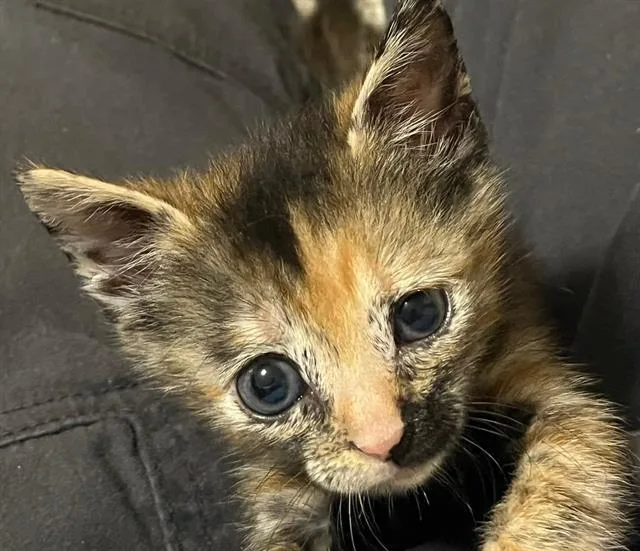 A baby small-sized female Domestic Short Hair cat named Pita for adoption in Charlotte, NC