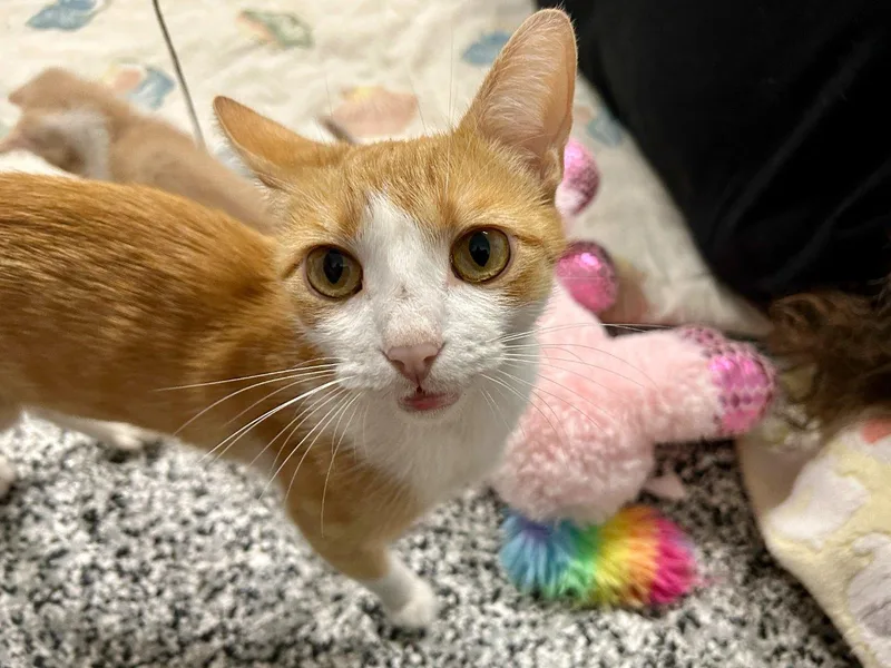 A young small-sized female Tabby (Orange / Red) Domestic Short Hair cat named Samira for adoption in Raleigh, NC