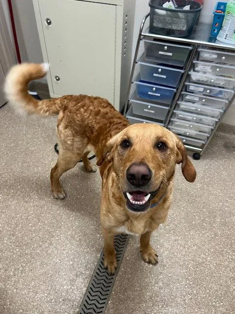 A young large-sized male Labrador Retriever dog named Buster for adoption in Holland, MI