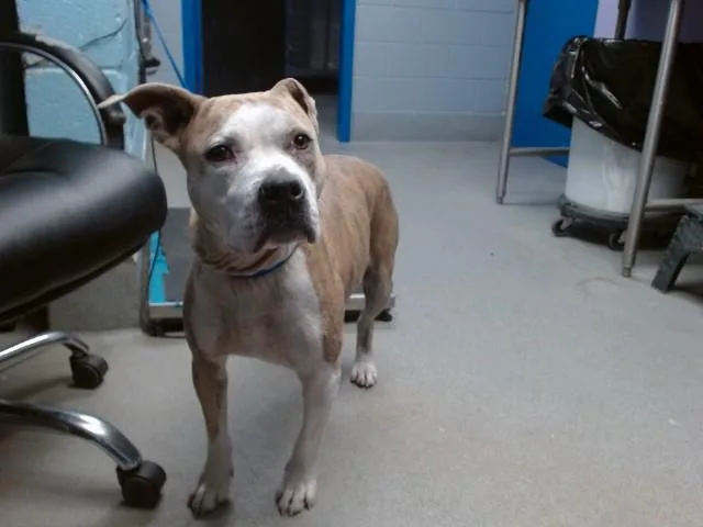 An adult medium-sized female Pit Bull Terrier dog named Princess for adoption in Albuquerque, NM