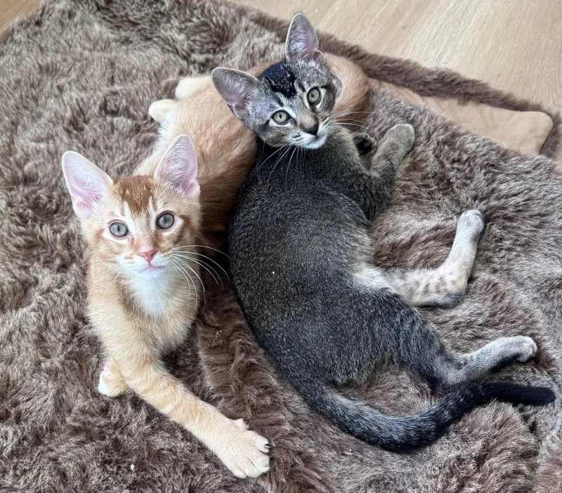 A baby medium-sized female Domestic Short Hair cat named Sasha  Slingshot  for adoption in San Luis Obispo, CA