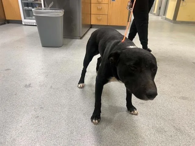 A young large-sized male Border Collie dog named Kangaroo for adoption in Tustin, CA