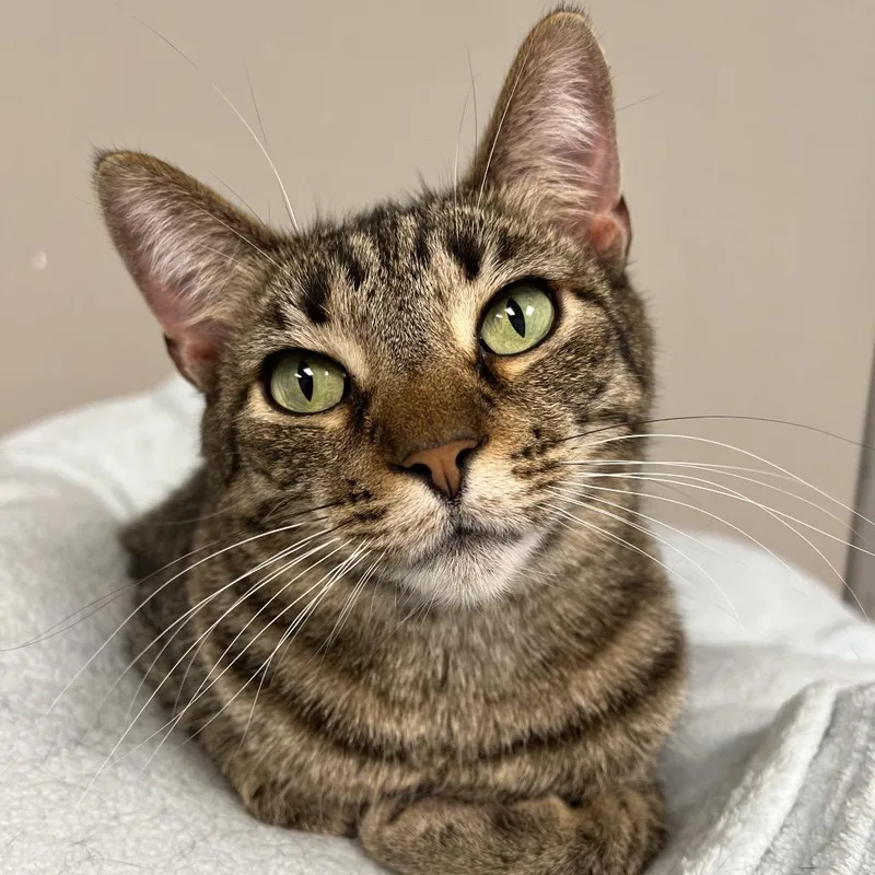An adult small-sized female Brown / Chocolate Domestic Short Hair cat named Bisky for adoption in Arlington Heights, IL